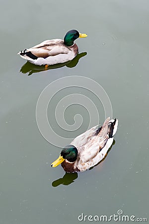 Two male Mallard Ducks swimming in water Stock Photo